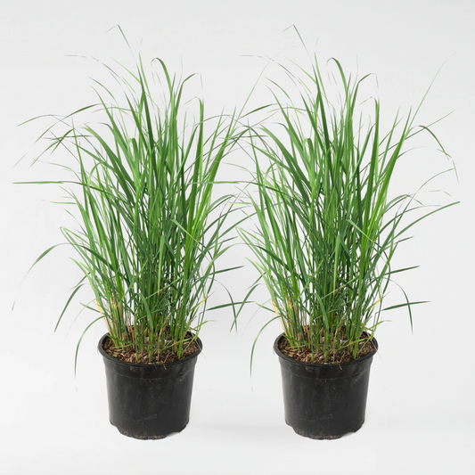 Florastore Reitgras - 2 Stk - Calamagrostis 'Karl Foerster' - Höhe 40-60Cm - ⌀23Cm