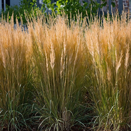Florastore Reitgras - 2 Stk - Calamagrostis 'Karl Foerster' - Höhe 40-60Cm - ⌀23Cm