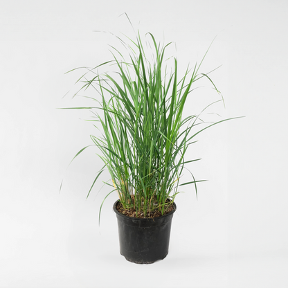 Florastore Reitgras - Calamagrostis 'Karl Foerster' - Höhe 40-60Cm - ⌀23Cm