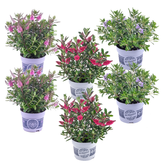 Florastore Strauchveronika - 6 Stk - Hebe All Blooms - Höhe 30-35Cm - ⌀13Cm