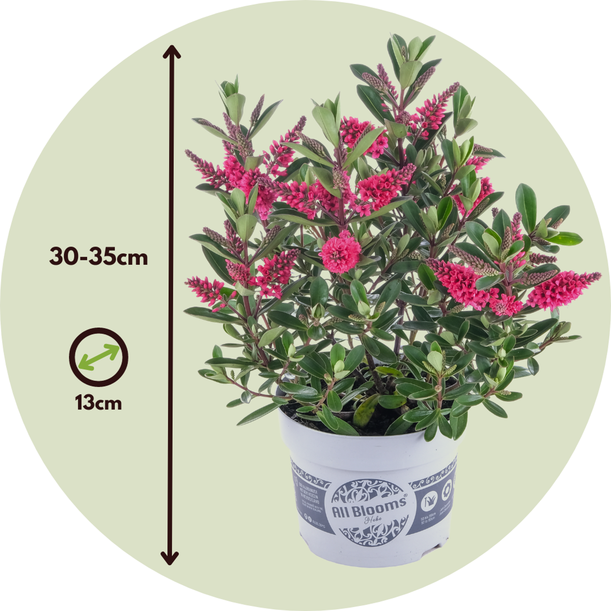 Florastore Strauchveronika - 6 Stk - Hebe All Blooms - Höhe 30-35Cm - ⌀13Cm