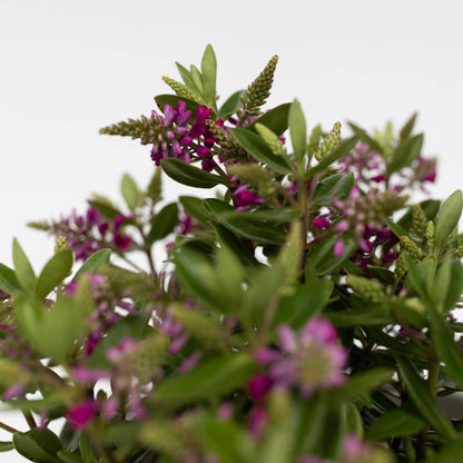 Florastore Strauchveronika - 6 Stk - Hebe All Blooms - Höhe 30-35Cm - ⌀13Cm