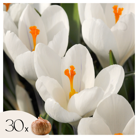 Florastore Krokuszwiebeln - 30 Stk - Crocus 'White' - Blumenzwiebeln - Weiß