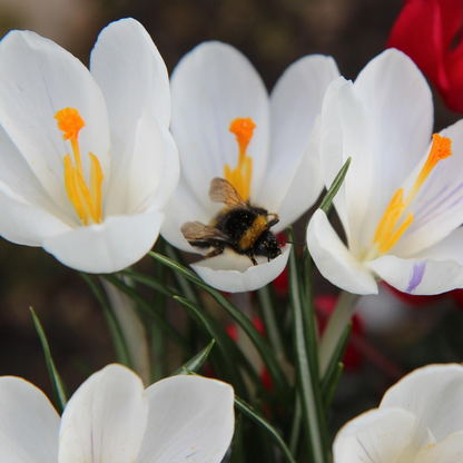 Florastore Krokuszwiebeln - 30 Stk - Crocus 'White' - Blumenzwiebeln - Weiß