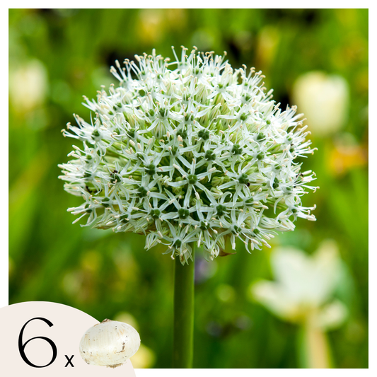 Florastore Alliumzwiebeln - 6 Stk - Allium 'Mount Everest' - Blumenzwiebeln - Weiß