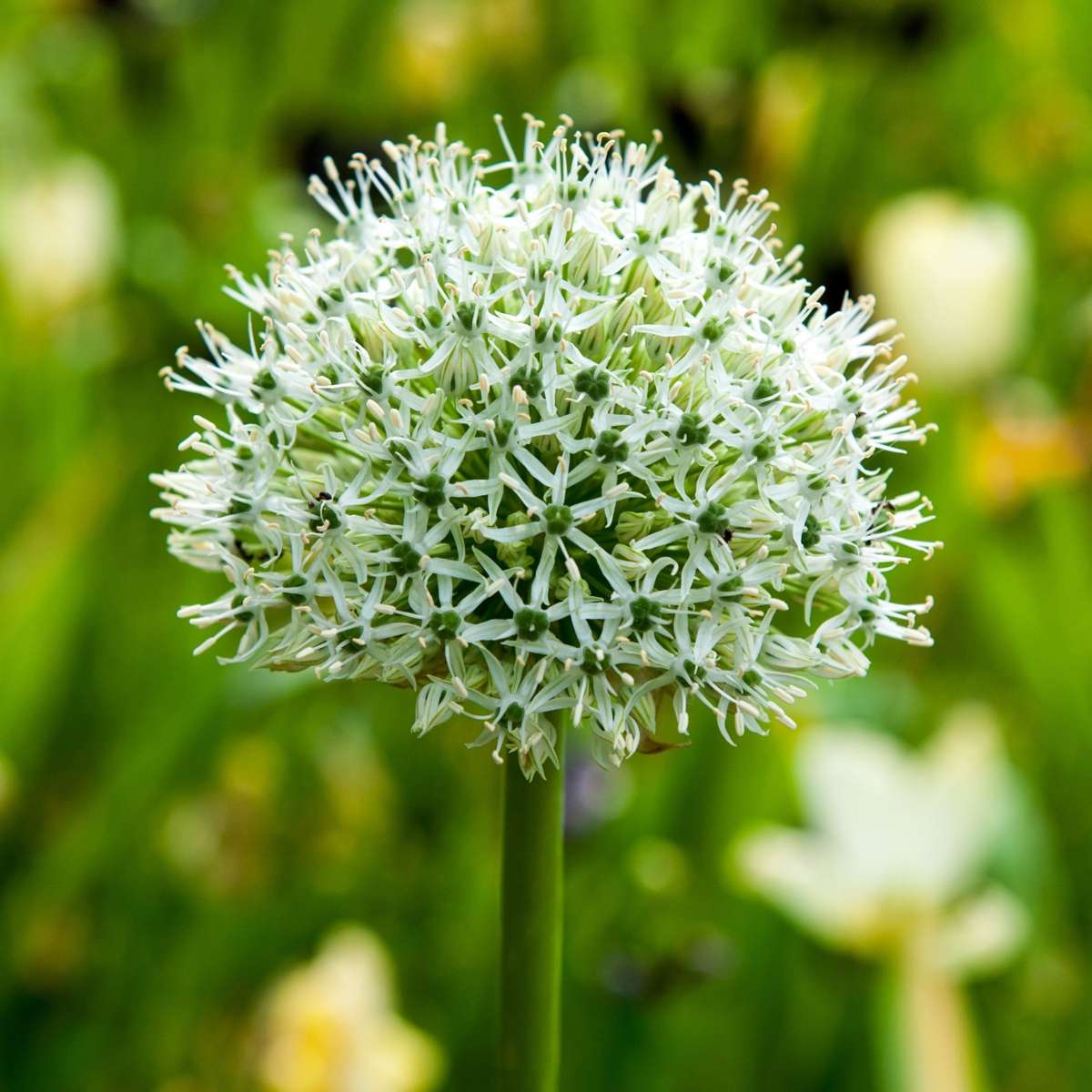 Florastore Alliumzwiebeln - 6 Stk - Allium 'Mount Everest' - Blumenzwiebeln - Weiß
