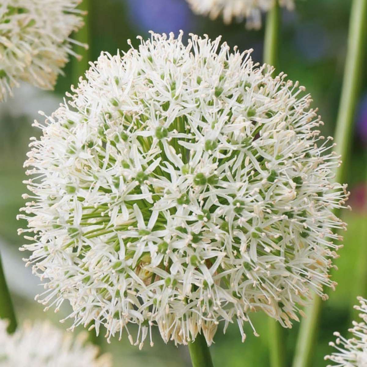 Florastore Alliumzwiebeln - 6 Stk - Allium 'Mount Everest' - Blumenzwiebeln - Weiß