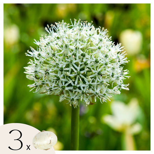 Florastore Alliumzwiebeln - 3 Stk - Allium 'Mount Everest' - Blumenzwiebeln - Weiß