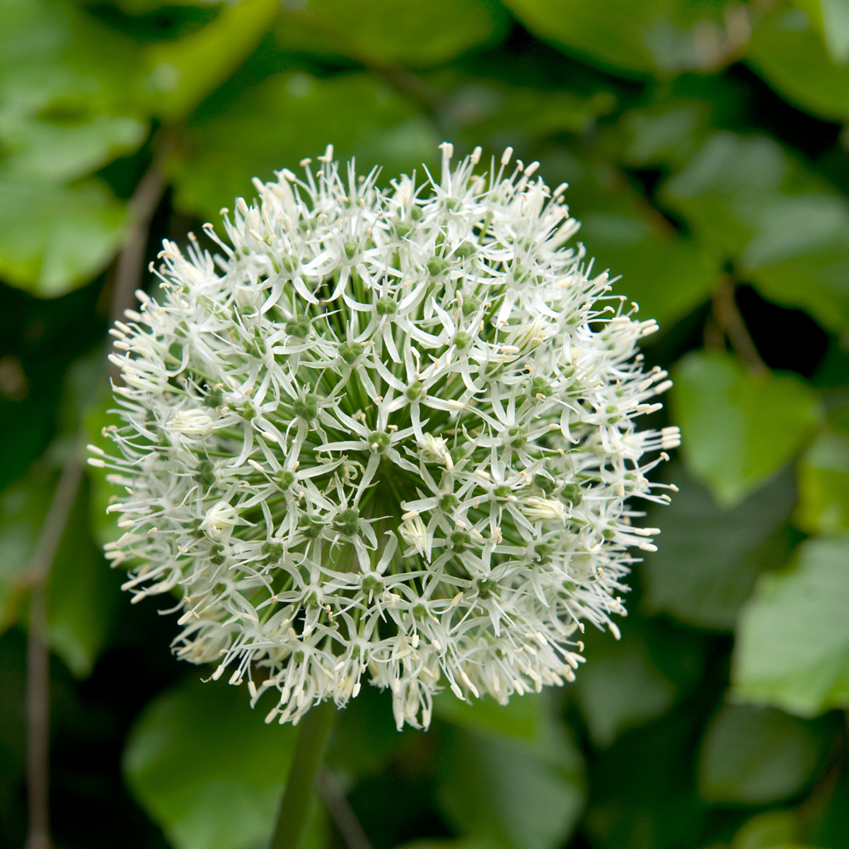Florastore Alliumzwiebeln - 3 Stk - Allium 'Mount Everest' - Blumenzwiebeln - Weiß