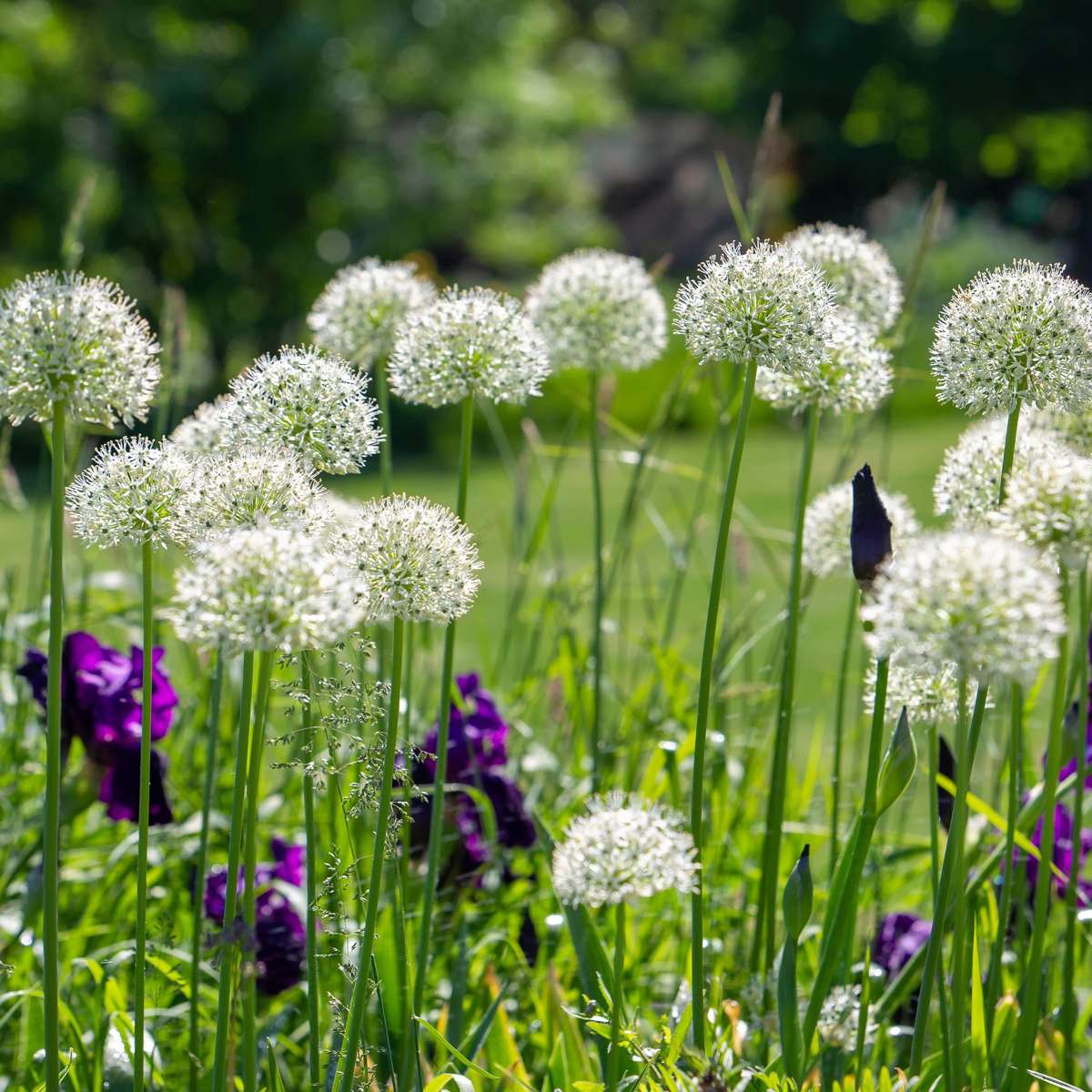 Florastore Alliumzwiebeln - 3 Stk - Allium 'Mount Everest' - Blumenzwiebeln - Weiß