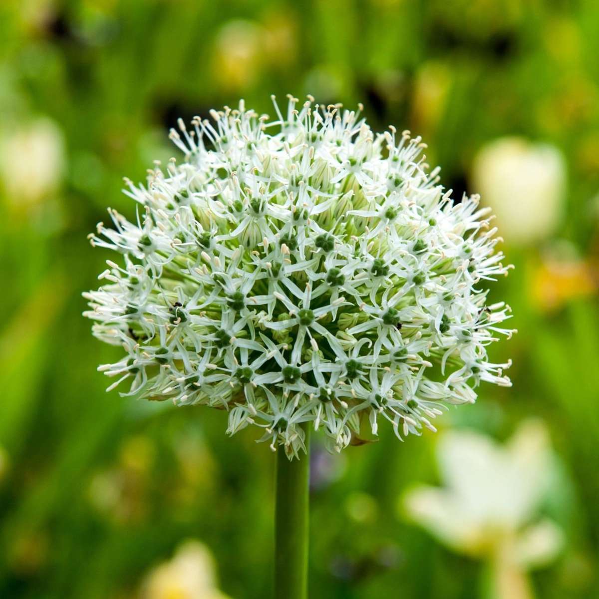 Florastore Alliumzwiebeln - 3 Stk - Allium 'Mount Everest' - Blumenzwiebeln - Weiß