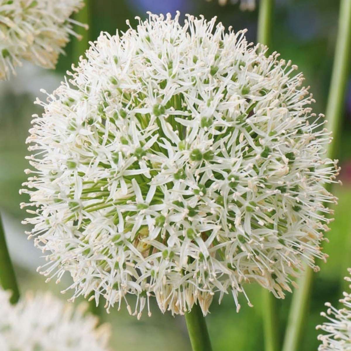 Florastore Alliumzwiebeln - 3 Stk - Allium 'Mount Everest' - Blumenzwiebeln - Weiß