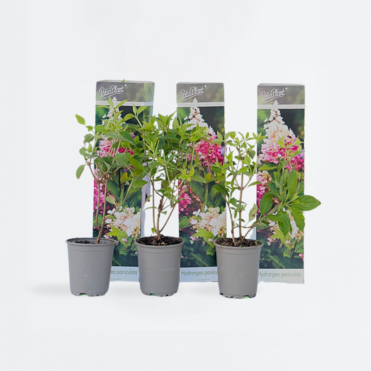 Florastore Hortensie - 3 Stk - Hydrangea Paniculata 'Pink Lady' - Höhe 25-40Cm - ⌀9Cm