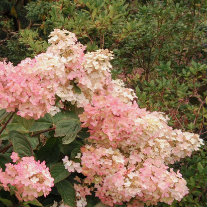 Florastore Hortensie - 3 Stk - Hydrangea Paniculata 'Pink Lady' - Höhe 25-40Cm - ⌀9Cm