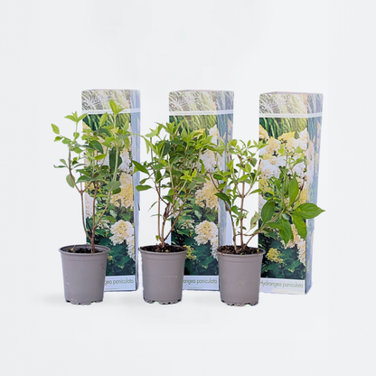 Florastore Hortensie - 3 Stk - Hydrangea Paniculata 'Phantom' - Höhe 25-40Cm - ⌀9Cm