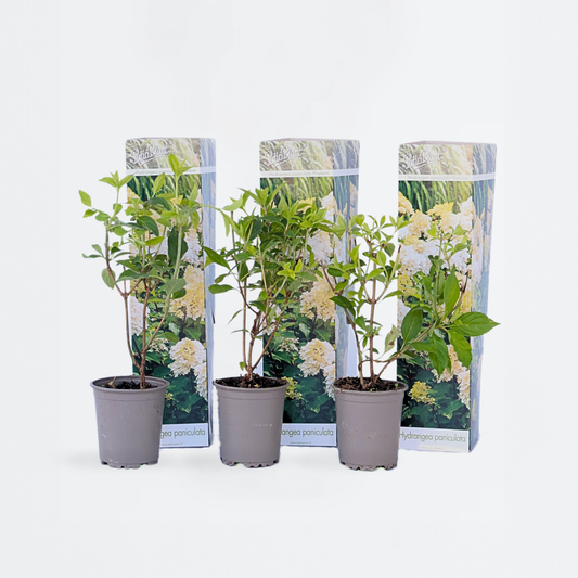 Florastore Hortensie - 3 Stk - Hydrangea Paniculata 'Phantom' - Höhe 25-40Cm - ⌀9Cm