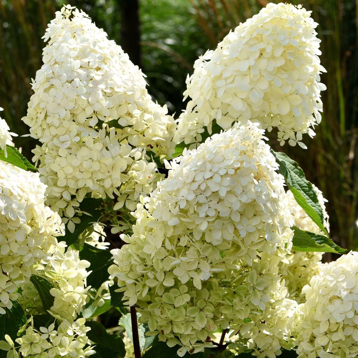 Florastore Hortensie - 3 Stk - Hydrangea Paniculata 'Phantom' - Höhe 25-40Cm - ⌀9Cm