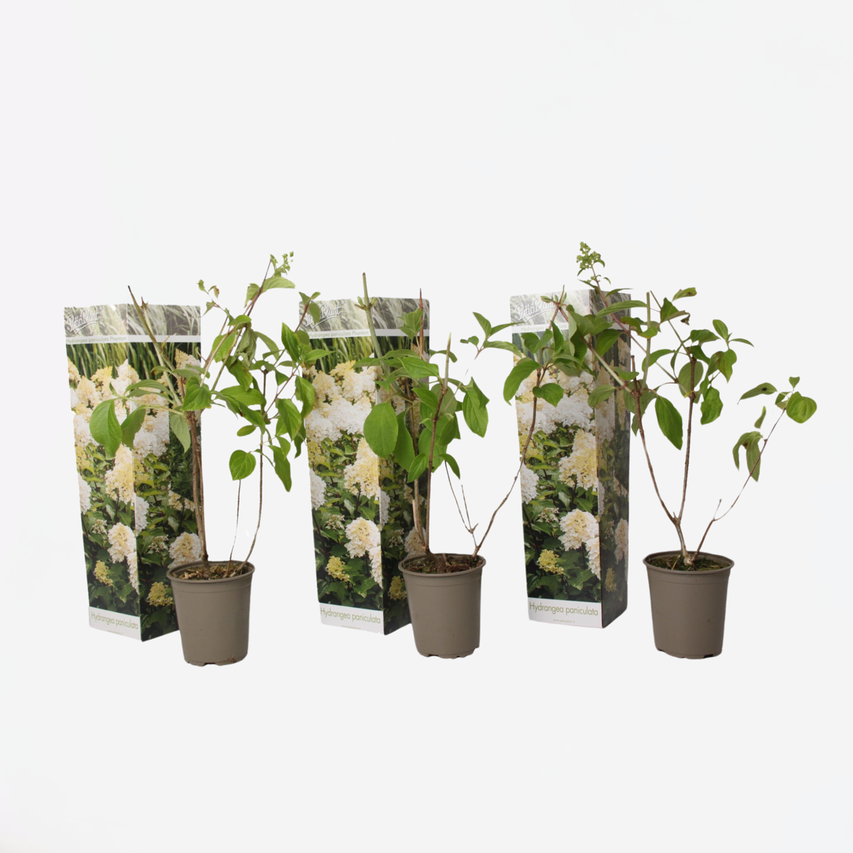 Florastore Hortensie - 3 Stk - Hydrangea Paniculata 'Phantom' - Höhe 25-40Cm - ⌀9Cm