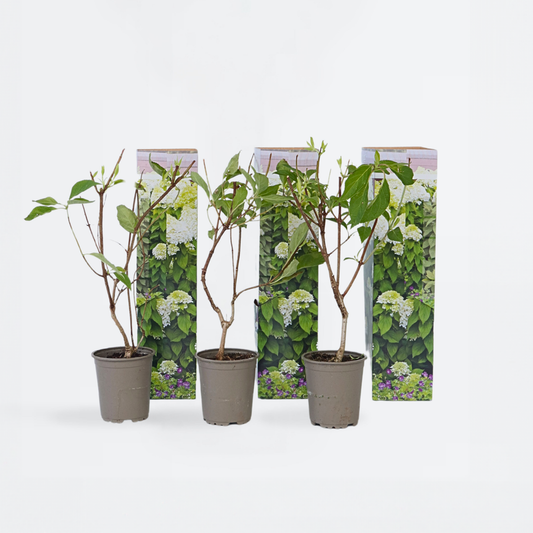 Florastore Hortensie - 3 Stk - Hydrangea Paniculata 'Silver Dollar' - Höhe 25-40Cm - ⌀9Cm