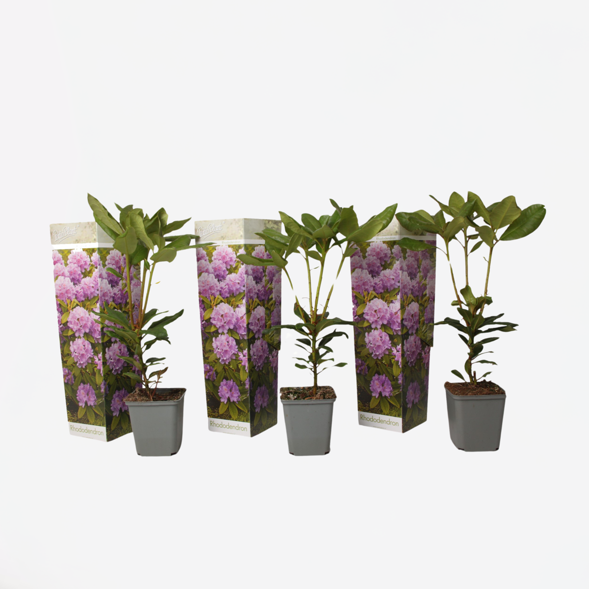 Florastore Rhododendren - 3 Stk - Rhododendron 'Catawbiense Purple' - Höhe 25-40Cm - ⌀9Cm