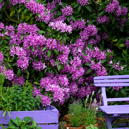 Florastore Rhododendren - 3 Stk - Rhododendron 'Catawbiense Purple' - Höhe 25-40Cm - ⌀9Cm