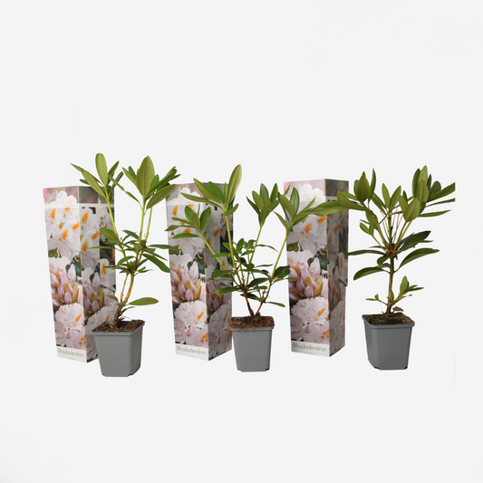 Florastore Rhododendren - 3 Stk - Rhododendron 'Cunningham's White' - Höhe 25-40Cm - ⌀9Cm