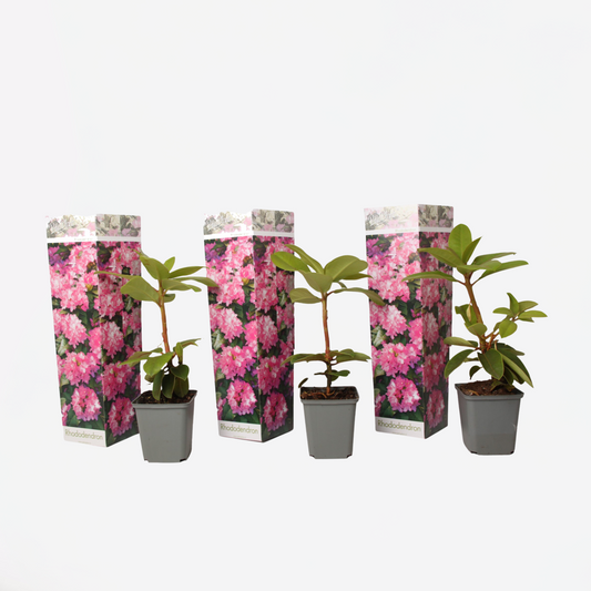 Florastore Rhododendren - 3 Stk - Rhododendron Roseum 'Elegans Pink' - Höhe 25-40Cm - ⌀9Cm
