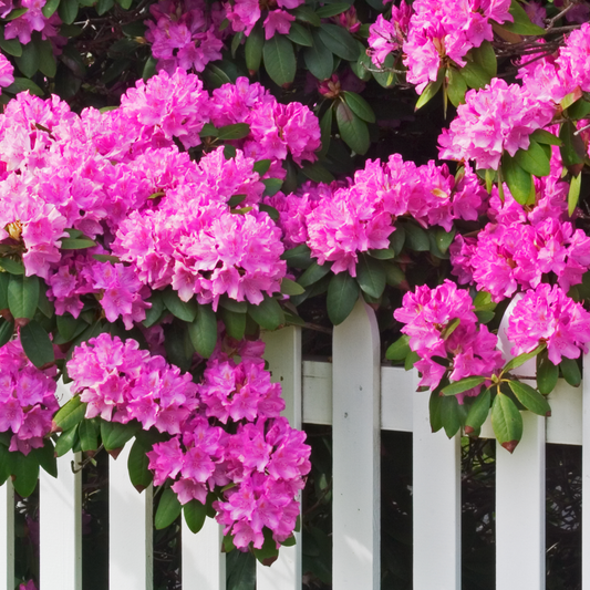 Florastore Rhododendren - 3 Stk - Rhododendron Roseum 'Elegans Pink' - Höhe 25-40Cm - ⌀9Cm