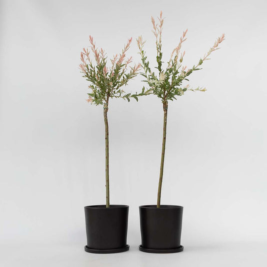 Florastore Schweizer Zwergweide - 2 Stk - Salix Integra 'Flamingo' - Höhe 90-110Cm - ⌀19Cm