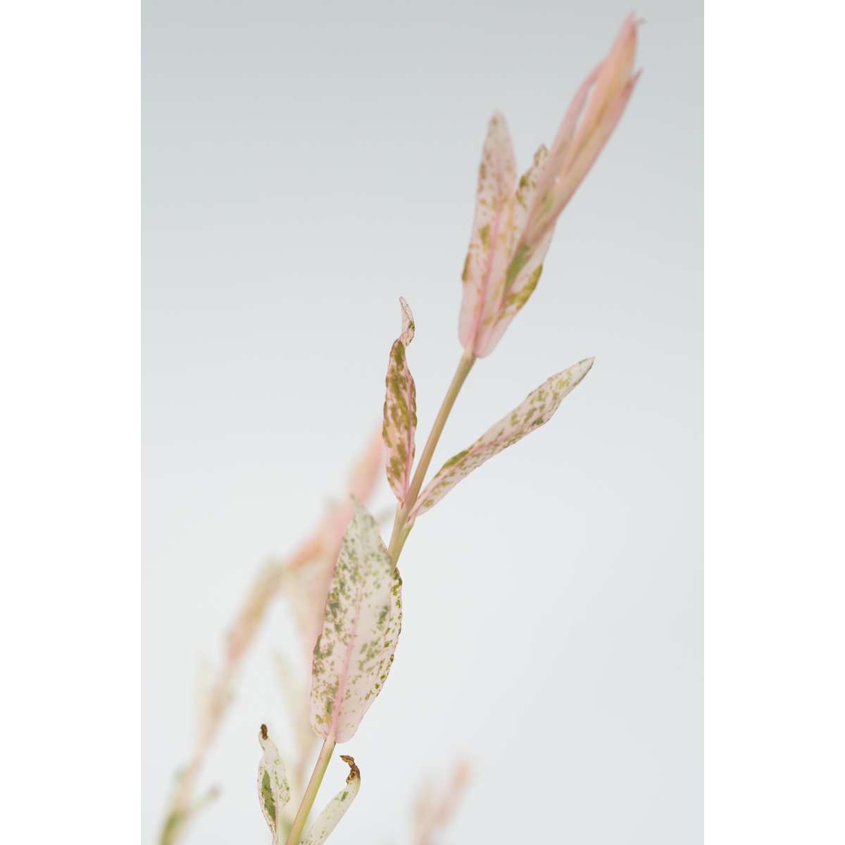 Florastore Schweizer Zwergweide - 2 Stk - Salix Integra 'Flamingo' - Höhe 90-110Cm - ⌀19Cm