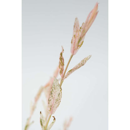 Florastore Schweizer Zwergweide - 2 Stk - Salix Integra 'Flamingo' - Höhe 90-110Cm - ⌀19Cm