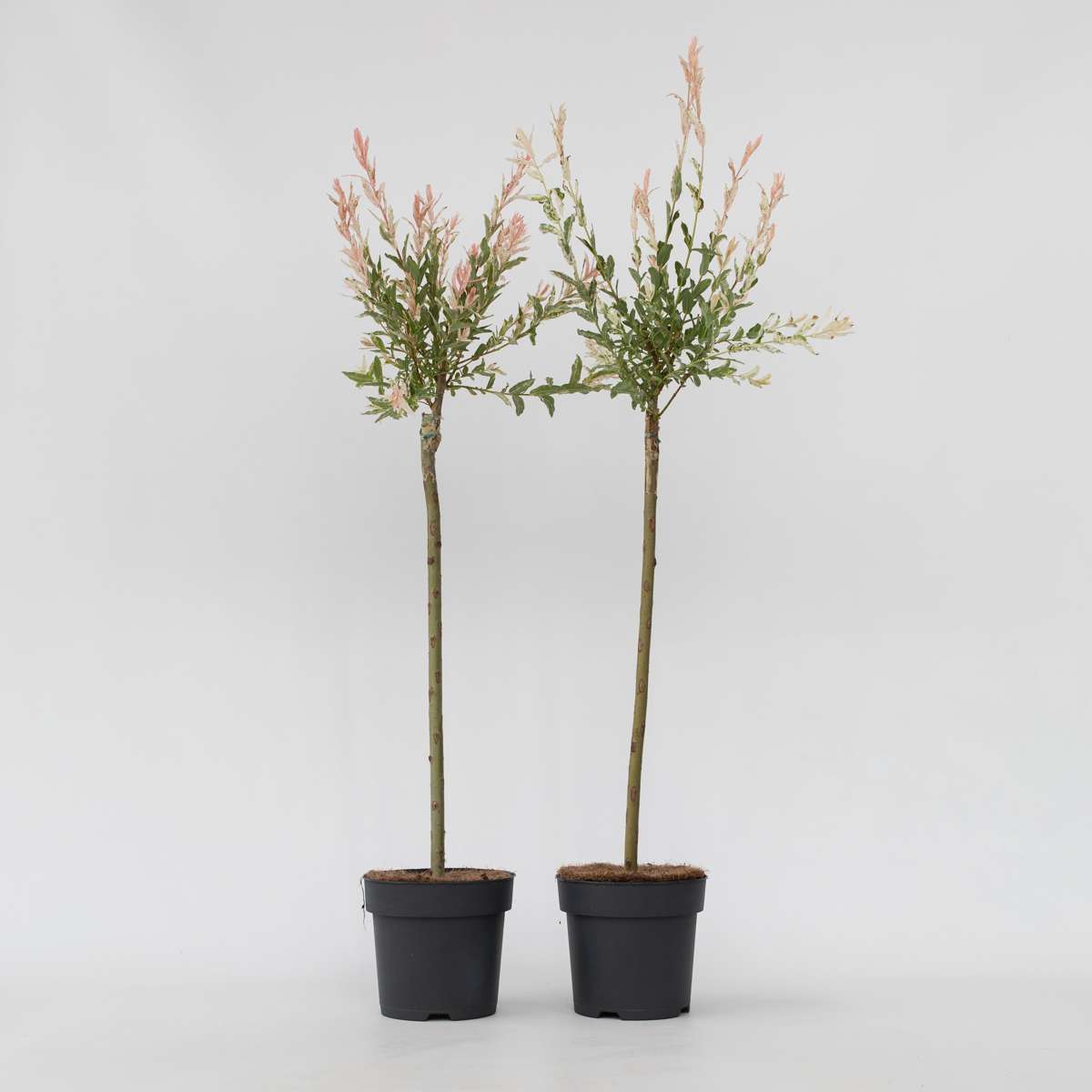 Florastore Schweizer Zwergweide - 2 Stk - Salix Integra 'Flamingo' - Höhe 90-110Cm - ⌀19Cm