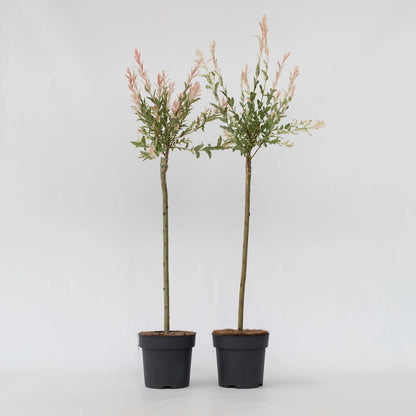 Florastore Schweizer Zwergweide - 2 Stk - Salix Integra 'Flamingo' - Höhe 90-110Cm - ⌀19Cm