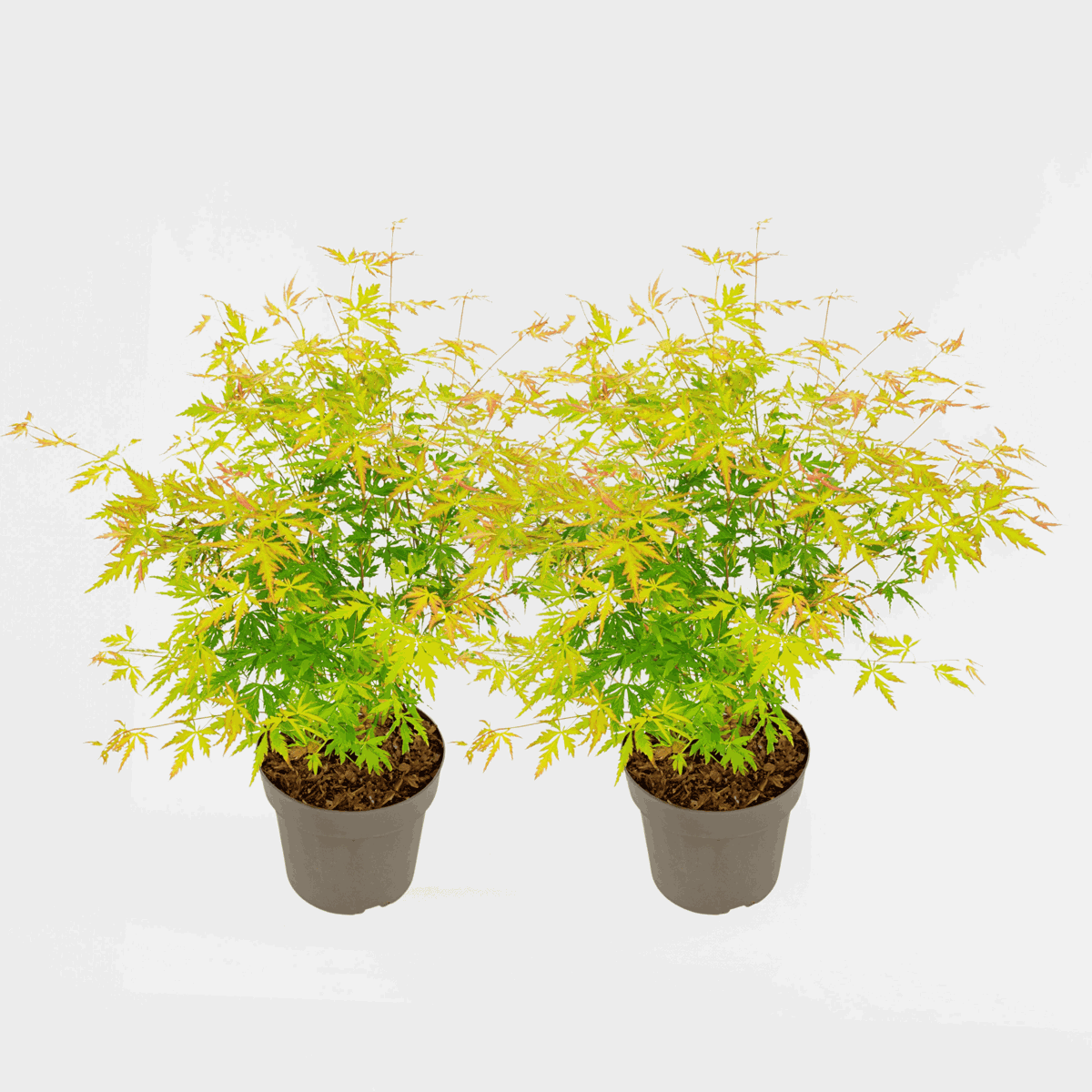 Florastore Japanischer Ahorn - 2 Stk - Acer Palmatum 'Orange Lace' - Höhe 60-70Cm - ⌀19Cm