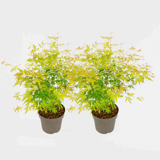 Florastore Japanischer Ahorn - 2 Stk - Acer Palmatum 'Orange Lace' - Höhe 60-70Cm - ⌀19Cm