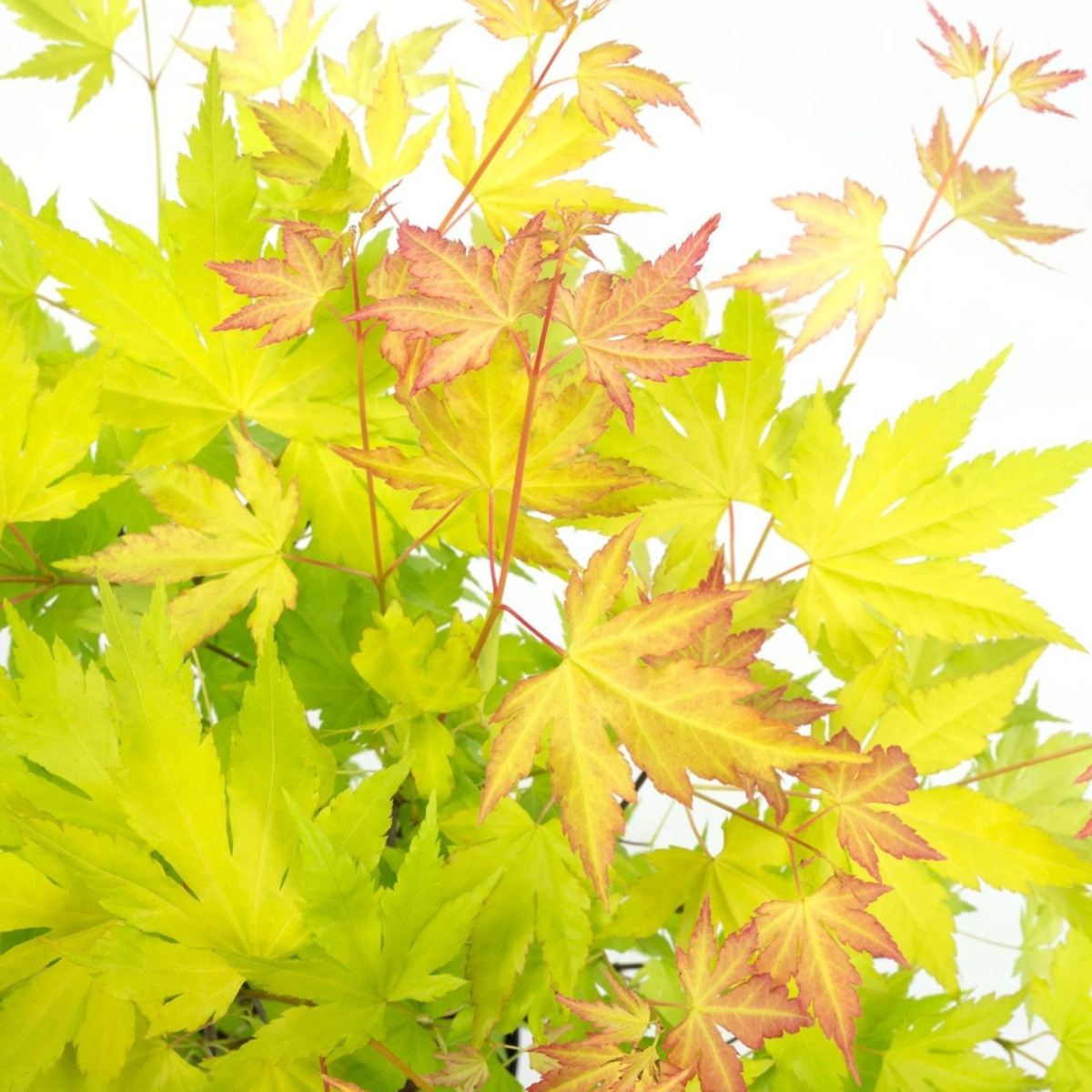 Florastore Japanischer Ahorn - 2 Stk - Acer Palmatum 'Orange Lace' - Höhe 60-70Cm - ⌀19Cm