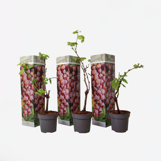 Florastore Traubenpflanze - 3 Stk - Vitis Vinifera 'Pinot Gris' - Höhe 25-40Cm - ⌀9Cm