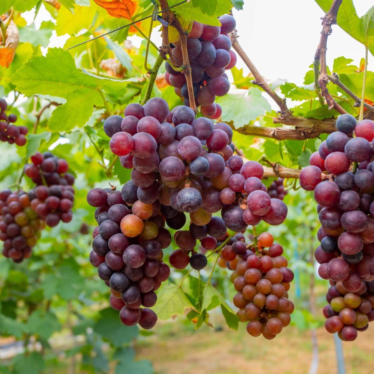 Florastore Traubenpflanze - 3 Stk - Vitis Vinifera 'Pinot Gris' - Höhe 25-40Cm - ⌀9Cm
