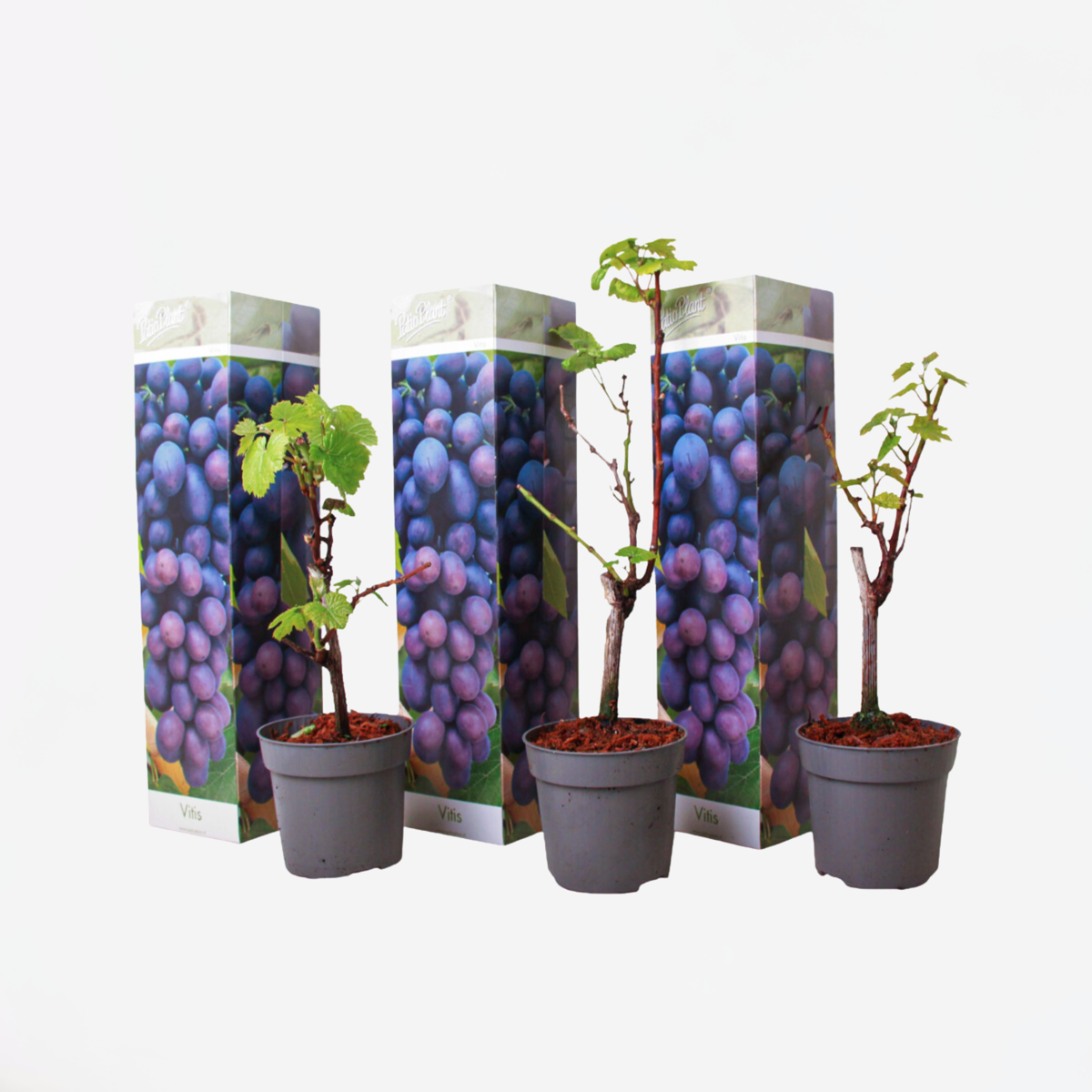 Florastore Traubenpflanze - 3 Stk - Vitis Vinifera 'Cabernet Franc' - Höhe 25-40Cm - ⌀9Cm