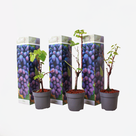 Florastore Traubenpflanze - 3 Stk - Vitis Vinifera 'Cabernet Franc' - Höhe 25-40Cm - ⌀9Cm