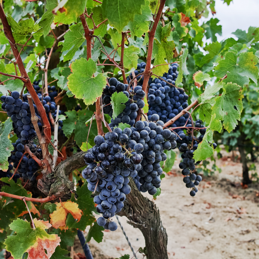 Florastore Traubenpflanze - 3 Stk - Vitis Vinifera 'Cabernet Franc' - Höhe 25-40Cm - ⌀9Cm