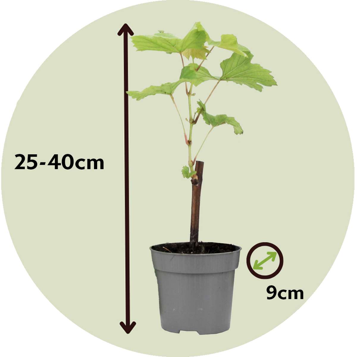 Florastore Traubenpflanze - 3 Stk - Vitis Vinifera 'Cabernet Franc' - Höhe 25-40Cm - ⌀9Cm