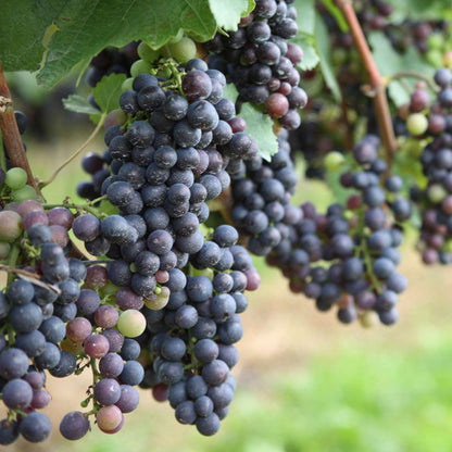 Florastore Traubenpflanze - 3 Stk - Vitis Vinifera 'Cabernet Franc' - Höhe 25-40Cm - ⌀9Cm