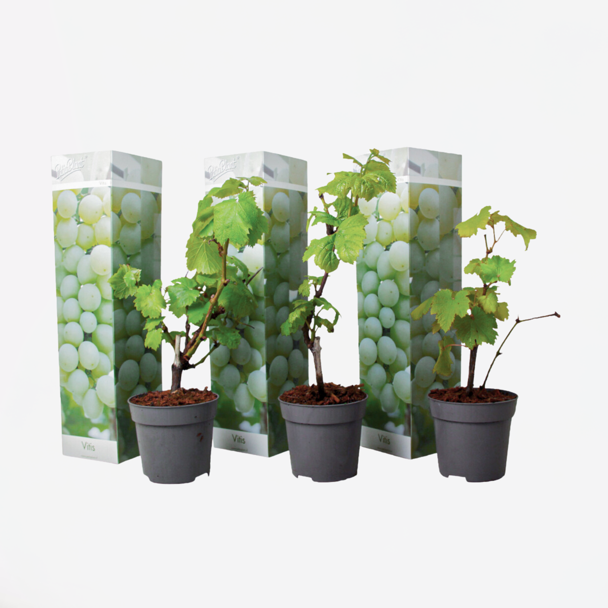 Florastore Traubenpflanze - 3 Stk - Vitis Vinifera 'Chardonnay' - Höhe 25-40Cm - ⌀9Cm