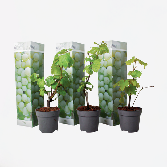 Florastore Traubenpflanze - 3 Stk - Vitis Vinifera 'Chardonnay' - Höhe 25-40Cm - ⌀9Cm