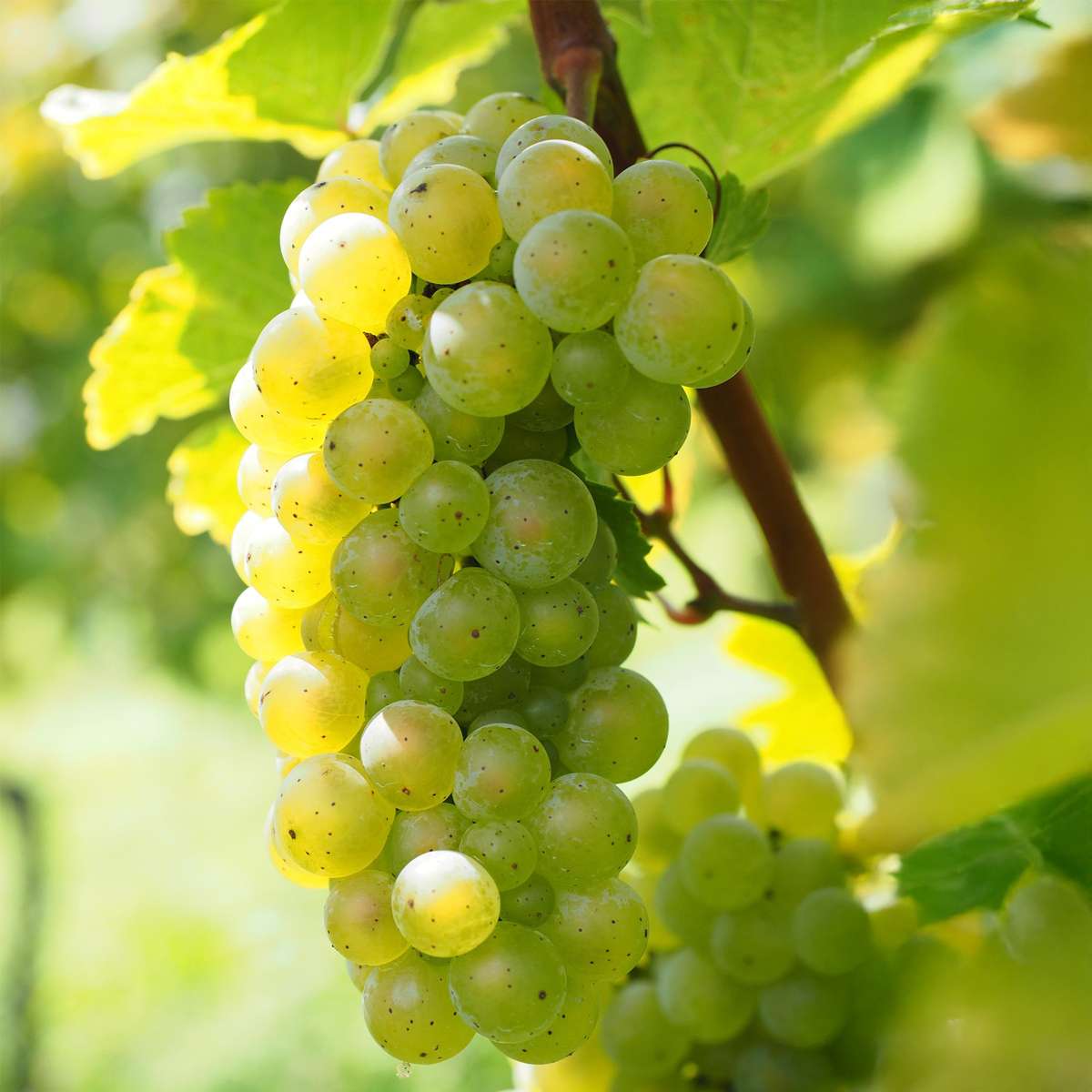 Florastore Traubenpflanze - 3 Stk - Vitis Vinifera 'Chardonnay' - Höhe 25-40Cm - ⌀9Cm