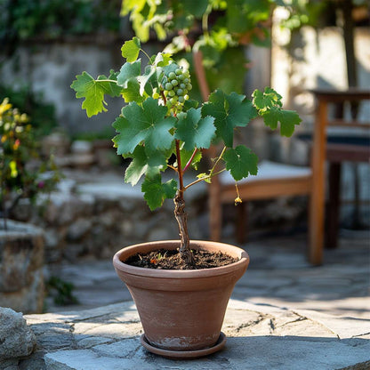 Florastore Traubenpflanze - 3 Stk - Vitis Vinifera 'Chardonnay' - Höhe 25-40Cm - ⌀9Cm