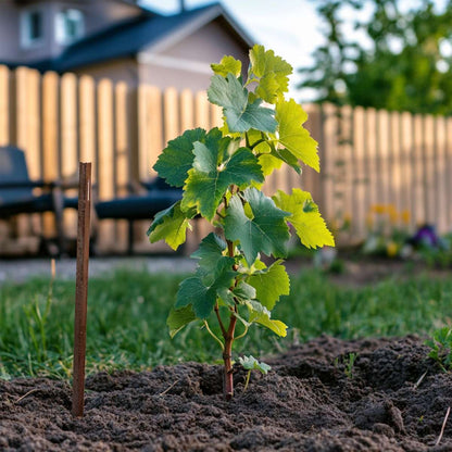Florastore Traubenpflanze - 3 Stk - Vitis Vinifera 'Chardonnay' - Höhe 25-40Cm - ⌀9Cm