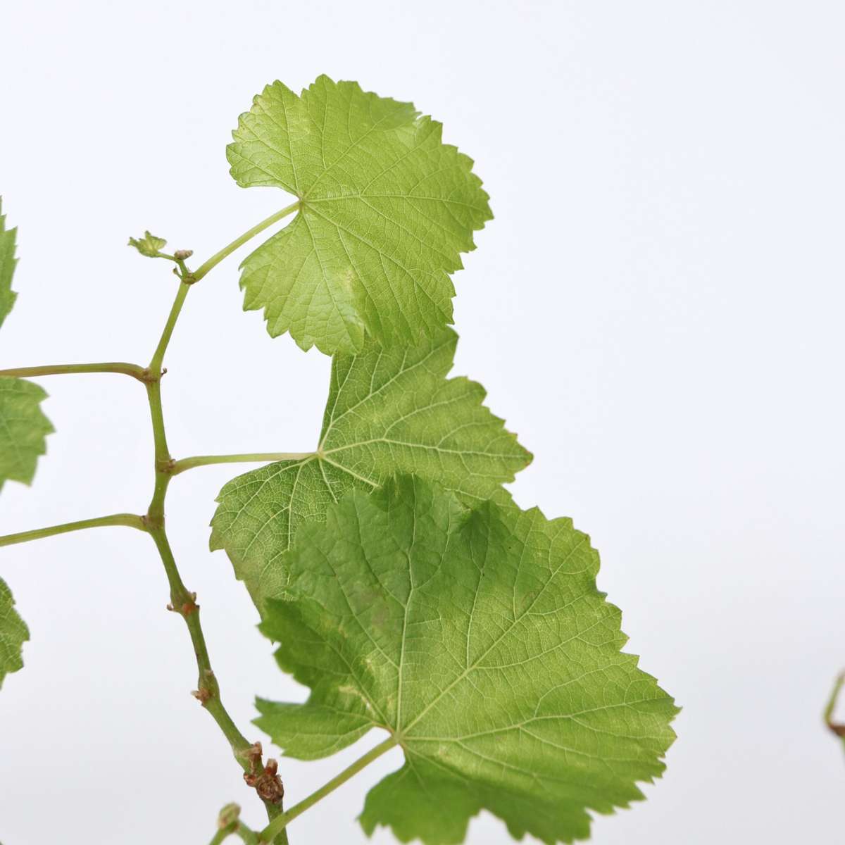 Florastore Traubenpflanze - 3 Stk - Vitis Vinifera 'Chardonnay' - Höhe 25-40Cm - ⌀9Cm