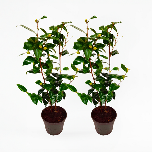 Florastore Japanische Rose - 2 Stk - Camellia Japonica 'Brush Field' - Höhe 50-60Cm - ⌀15Cm